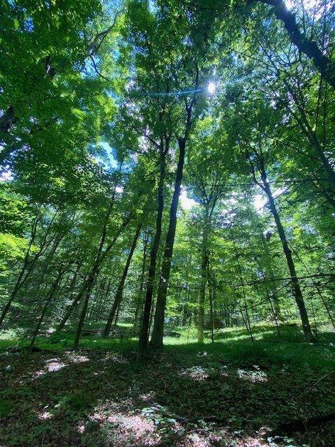 Sun through the canopy