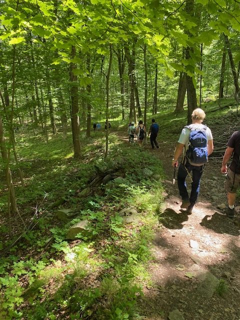 Heading down through the trees